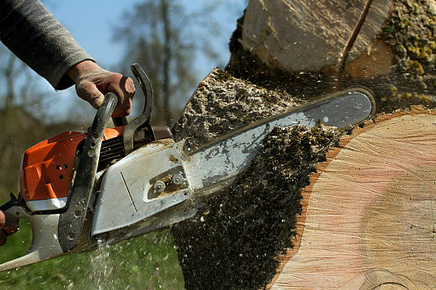 The Steps Involved in Our Tree Care Process in Rock Island, IL